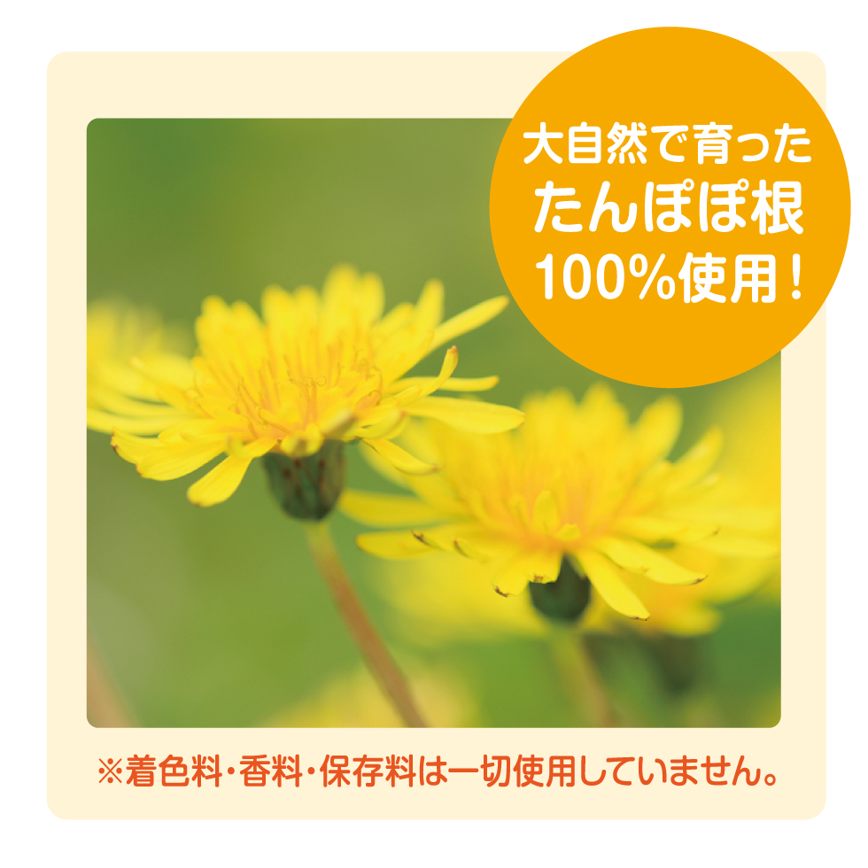 たんぽぽコーヒー 24袋入 マドンナオンラインストア